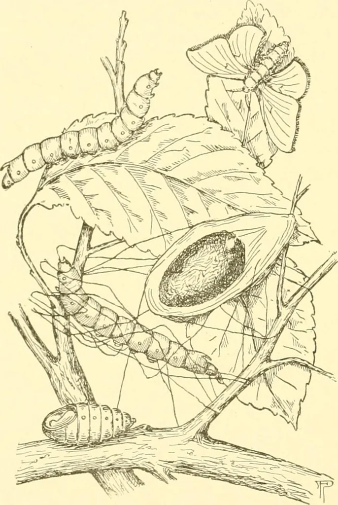 An illustration from Cyclopedia of textile work : a general reference library on cotton, woollen and worsted yarn manufacture, weaving, designing, chemistry and dyeing, finishing, knitting, and allied subjects, 1907, leaf 50