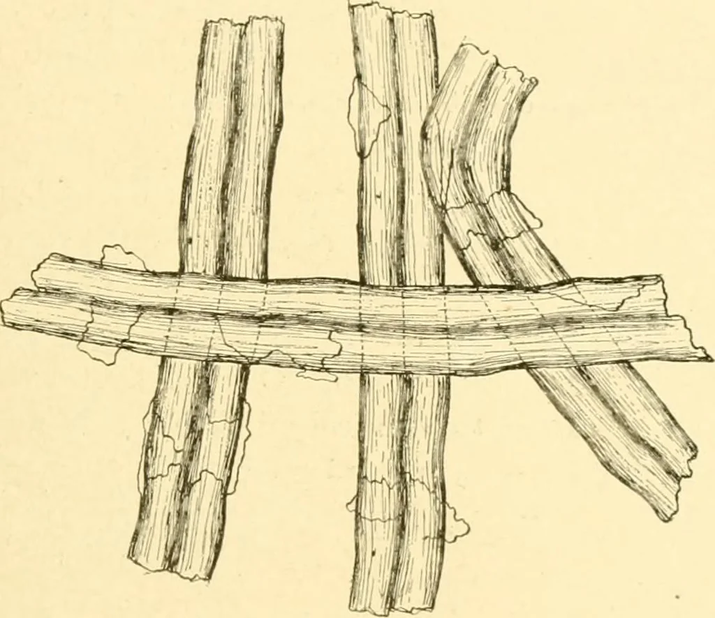 An illustration from Cyclopedia of textile work : a general reference library on cotton, woollen and worsted yarn manufacture, weaving, designing, chemistry and dyeing, finishing, knitting, and allied subjects, 1907, leaf 55