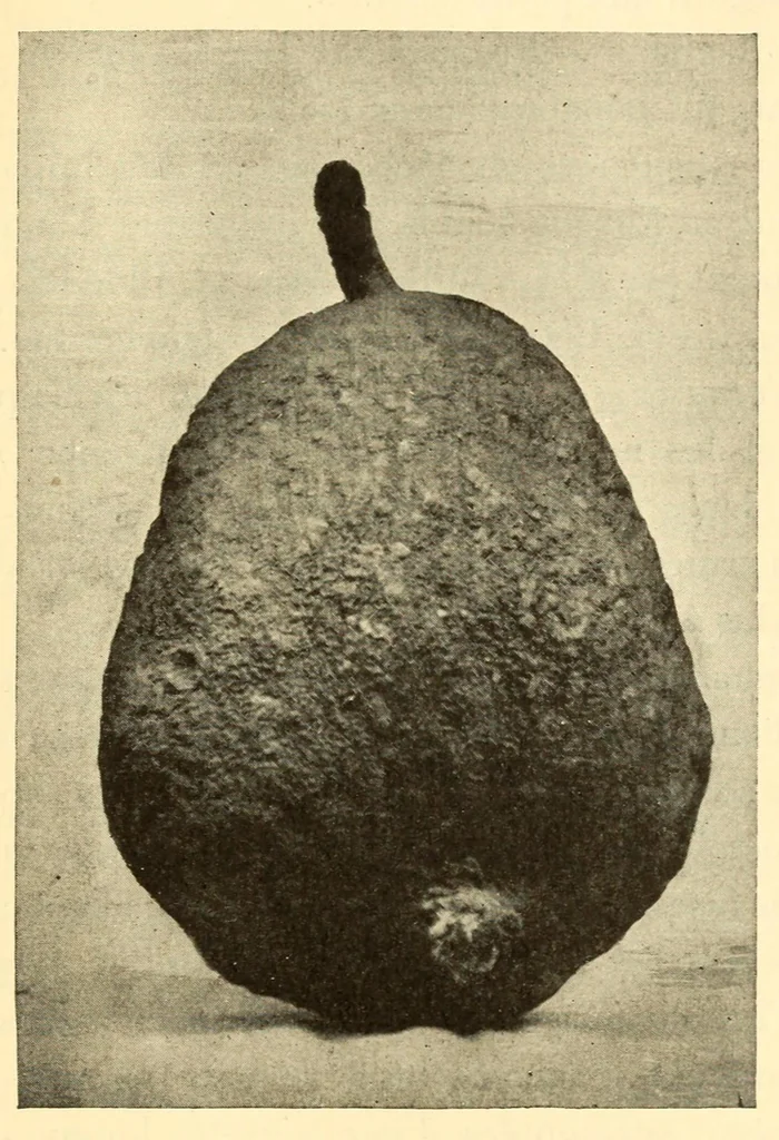 An illustration from Dahomey et dépendances : historique général, organisation, administration, ethnographie, productions, agriculture, commerce, 1900, leaf 429
