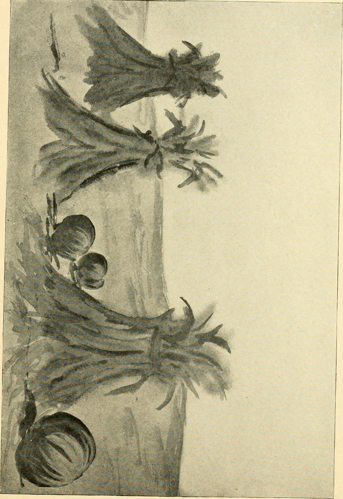An illustration from Daily program of gift and occupation work, 1904, leaf 21