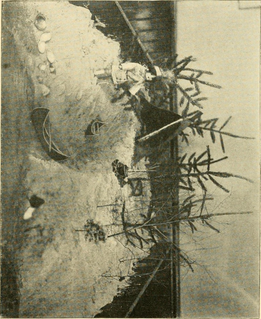 An illustration from Daily program of gift and occupation work, 1904, leaf 33
