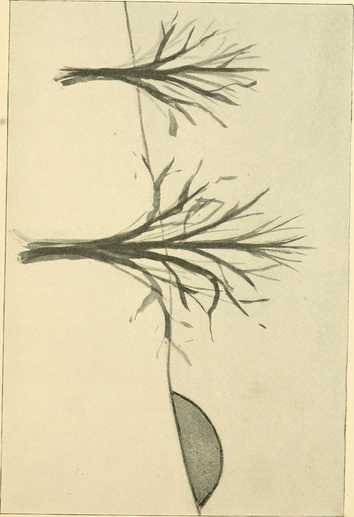 An illustration from Daily program of gift and occupation work, 1904, leaf 67