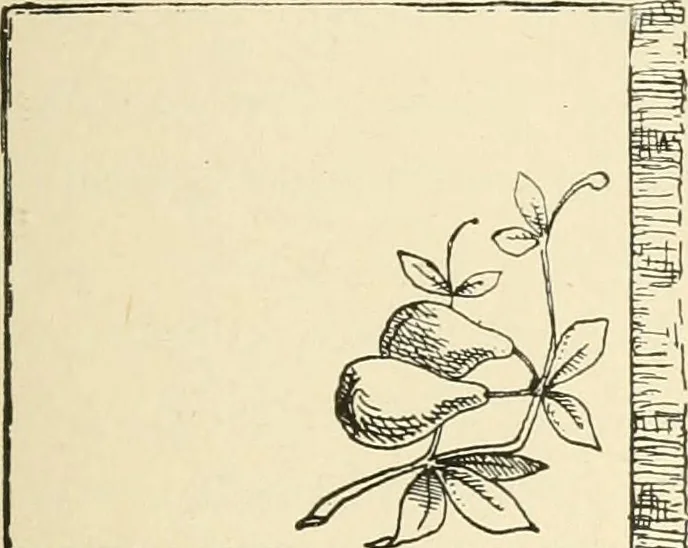 An illustration from Dainty work for pleasure and profit, 1891, leaf 104