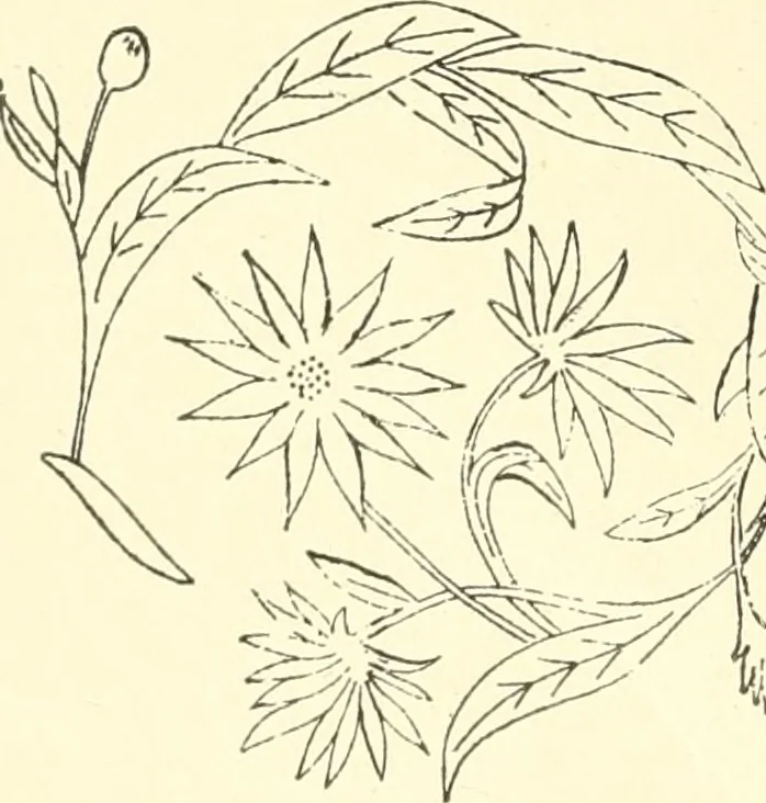 An illustration from Dainty work for pleasure and profit, 1891, leaf 105