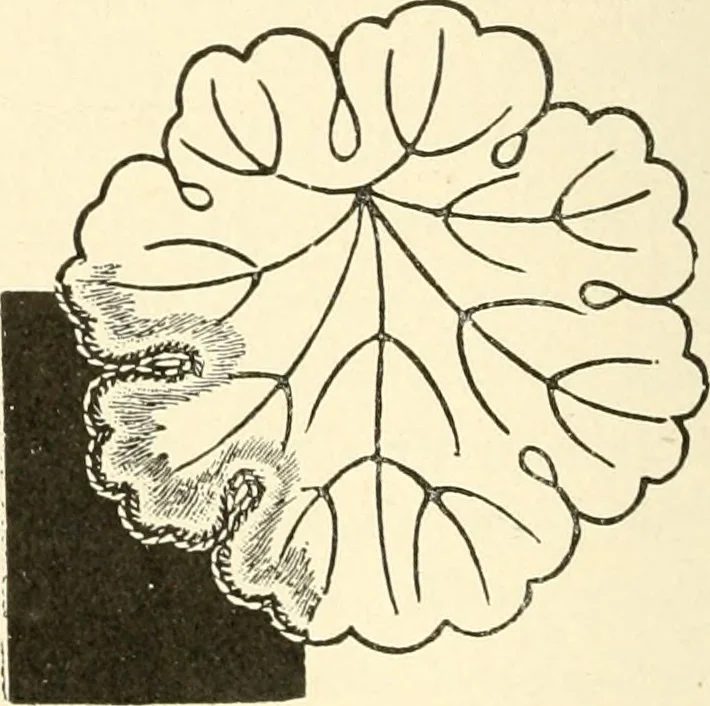 An illustration from Dainty work for pleasure and profit, 1891, leaf 107