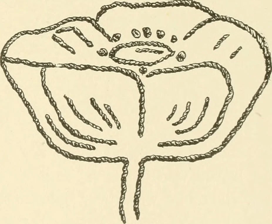 An illustration from Dainty work for pleasure and profit, 1891, leaf 114