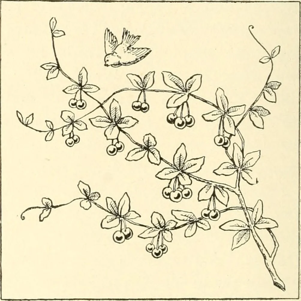 An illustration from Dainty work for pleasure and profit, 1891, leaf 125