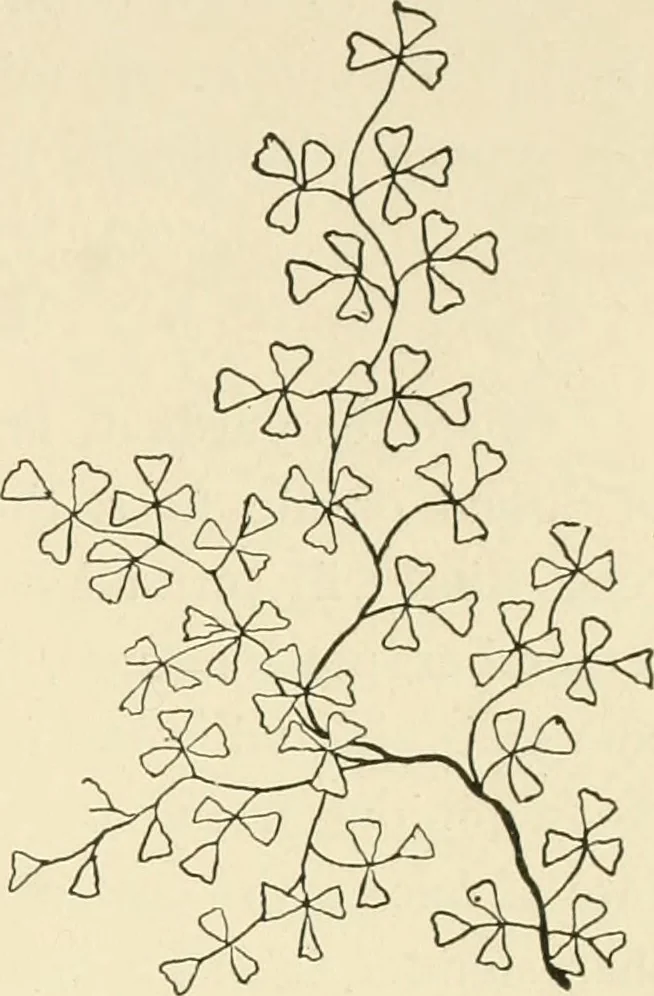 An illustration from Dainty work for pleasure and profit, 1891, leaf 138