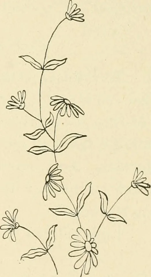 An illustration from Dainty work for pleasure and profit, 1891, leaf 140