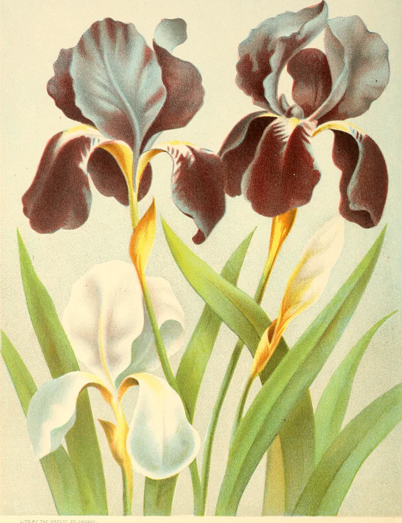 An illustration from Dainty work for pleasure and profit, 1891, leaf 143