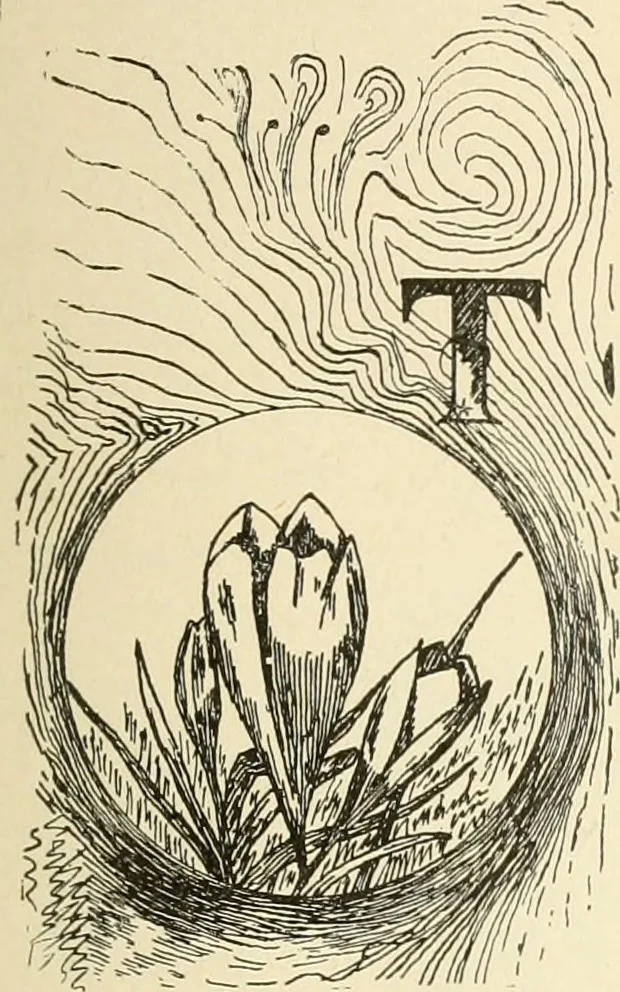 An illustration from Dainty work for pleasure and profit, 1891, leaf 146