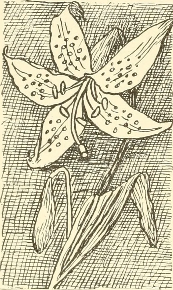 An illustration from Dainty work for pleasure and profit, 1891, leaf 191