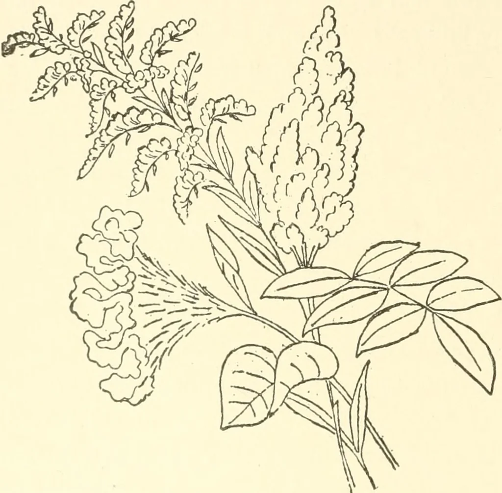 An illustration from Dainty work for pleasure and profit, 1891, leaf 195