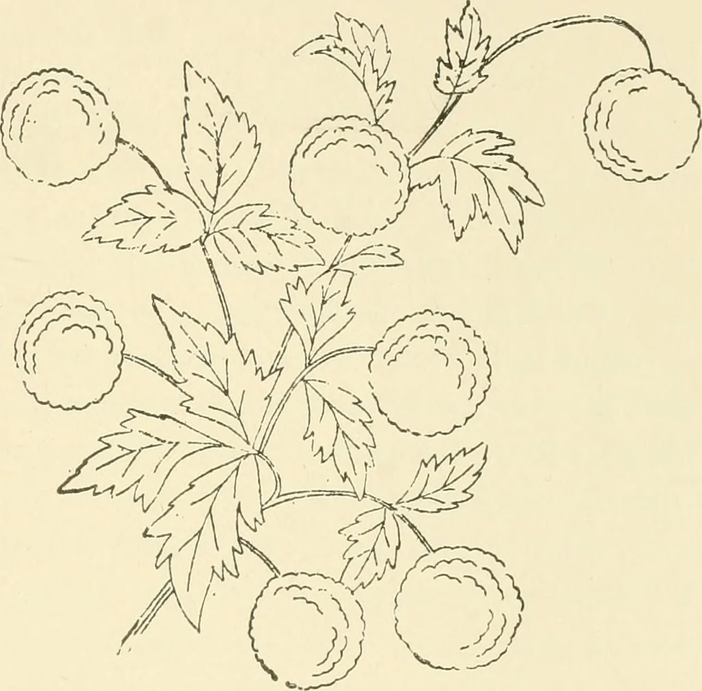 An illustration from Dainty work for pleasure and profit, 1891, leaf 198