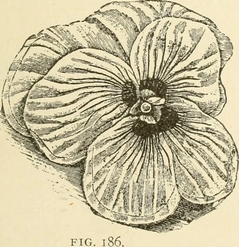 An illustration from Dainty work for pleasure and profit, 1891, leaf 220