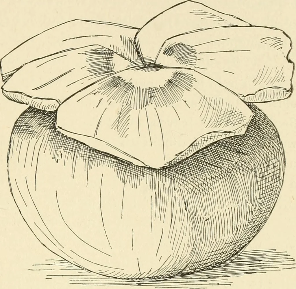 An illustration from Dainty work for pleasure and profit, 1891, leaf 222