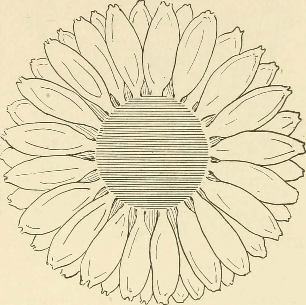 An illustration from Dainty work for pleasure and profit, 1891, leaf 226