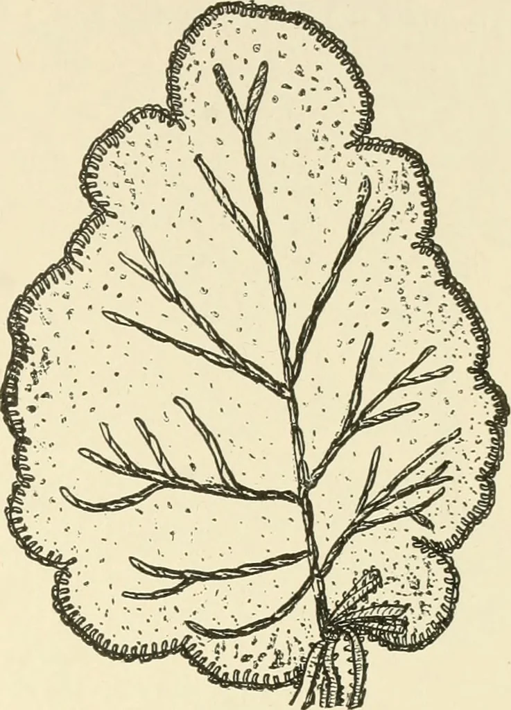 An illustration from Dainty work for pleasure and profit, 1891, leaf 242
