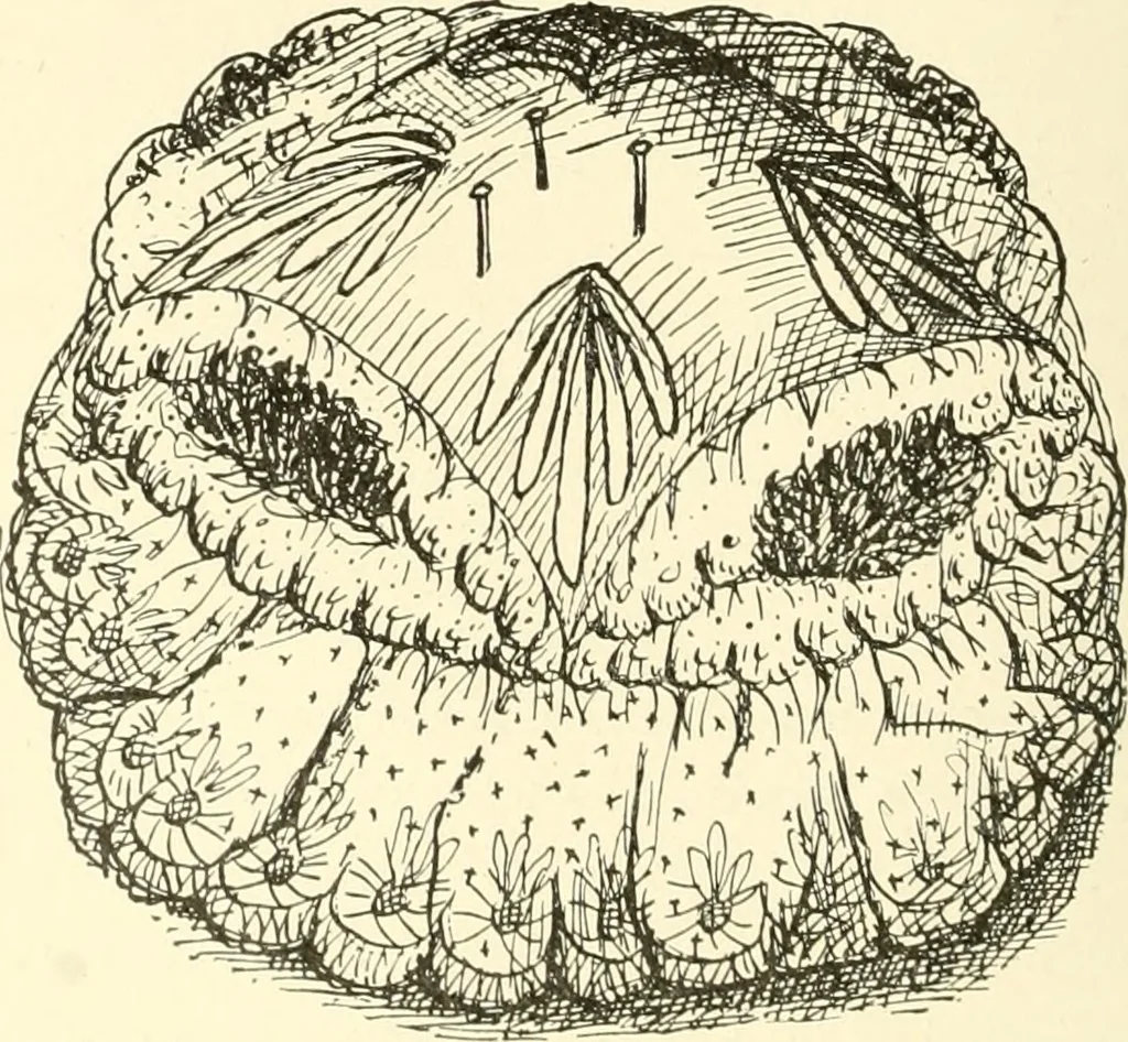 An illustration from Dainty work for pleasure and profit, 1891, leaf 253