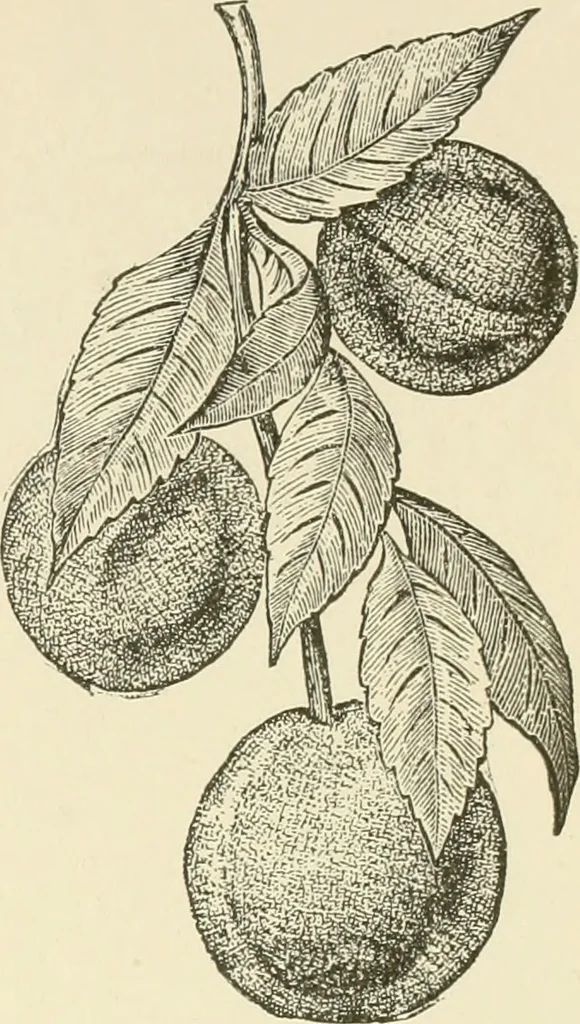 An illustration from Dainty work for pleasure and profit, 1891, leaf 262