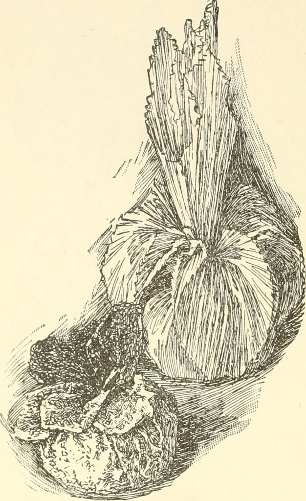 An illustration from Dainty work for pleasure and profit, 1891, leaf 263