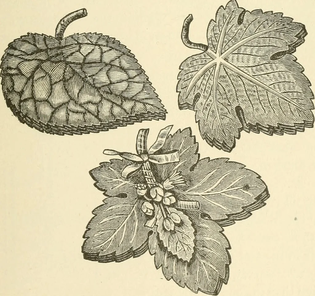 An illustration from Dainty work for pleasure and profit, 1891, leaf 264