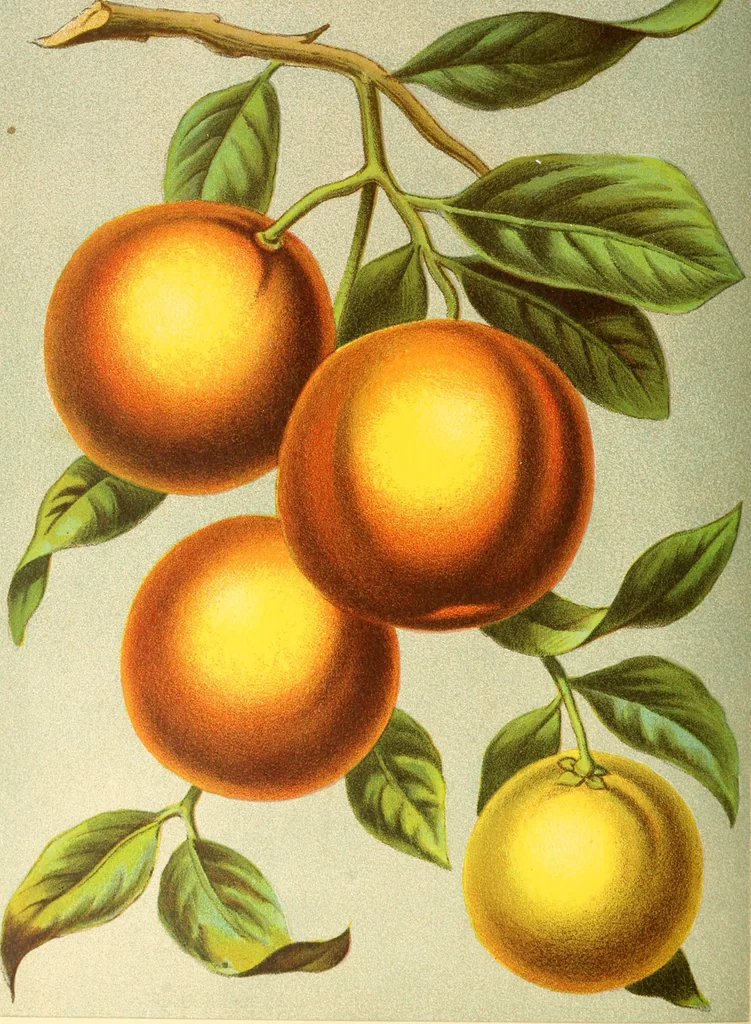 An illustration from Dainty work for pleasure and profit, 1891, leaf 289