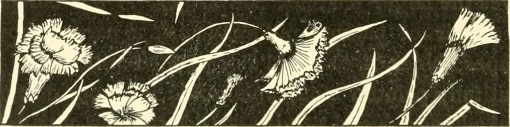 An illustration from Dainty work for pleasure and profit, 1891, leaf 341