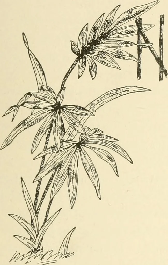An illustration from Dainty work for pleasure and profit, 1891, leaf 358