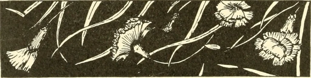 An illustration from Dainty work for pleasure and profit, 1891, leaf 431