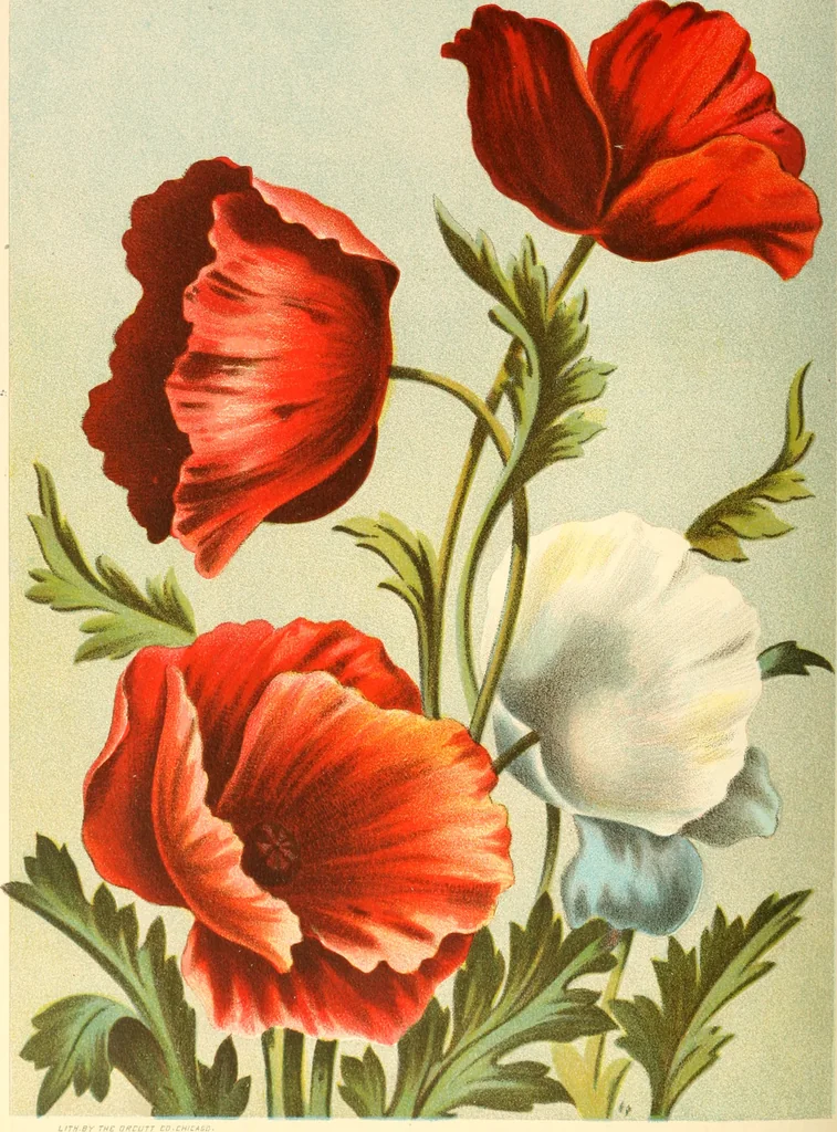 An illustration from Dainty work for pleasure and profit, 1891, leaf 433