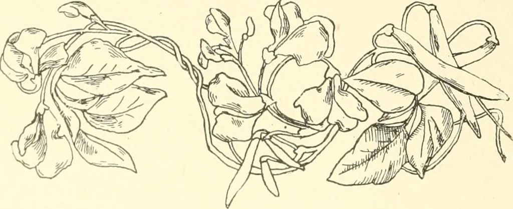 An illustration from Dainty work for pleasure and profit, 1891, leaf 49
