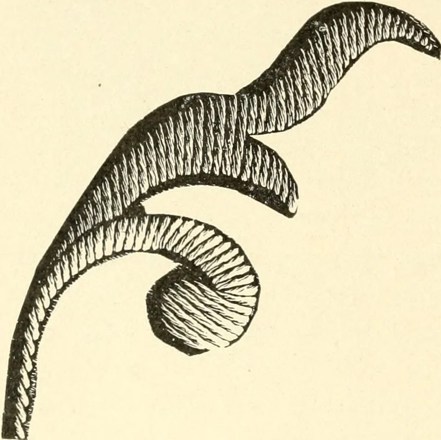An illustration from Dainty work for pleasure and profit, 1891, leaf 61