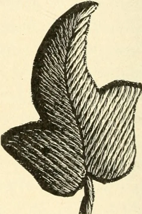 An illustration from Dainty work for pleasure and profit, 1891, leaf 61