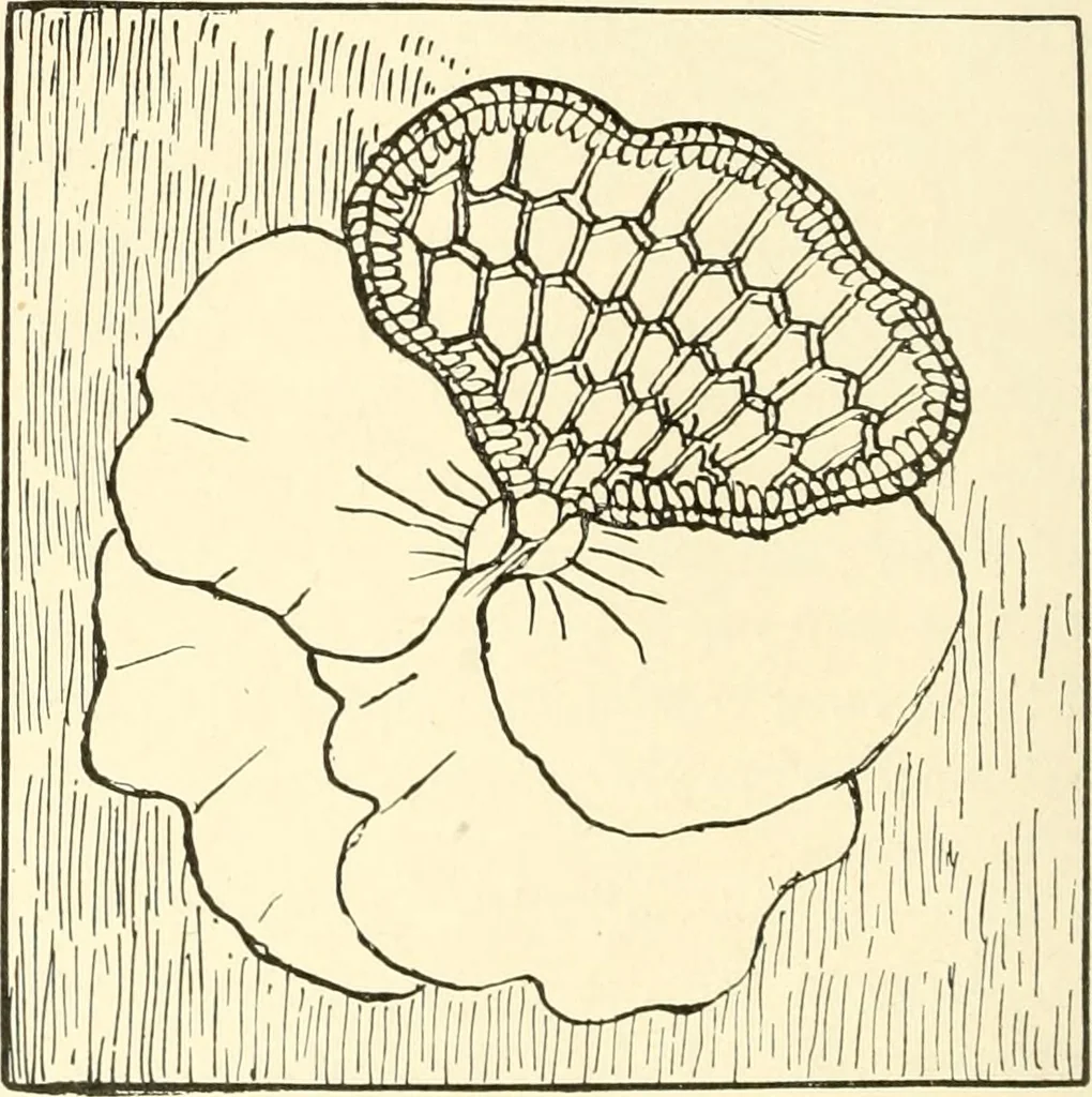 An illustration from Dainty work for pleasure and profit, 1891, leaf 69