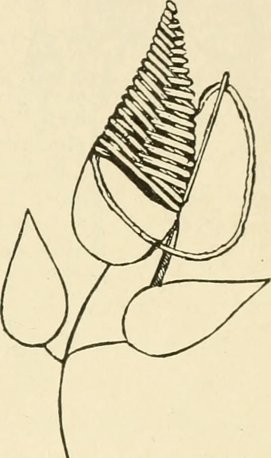 An illustration from Dainty work for pleasure and profit, 1891, leaf 72