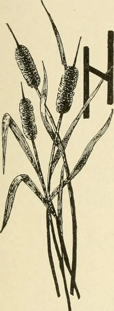 An illustration from Dainty work for pleasure and profit, 1891, leaf 78