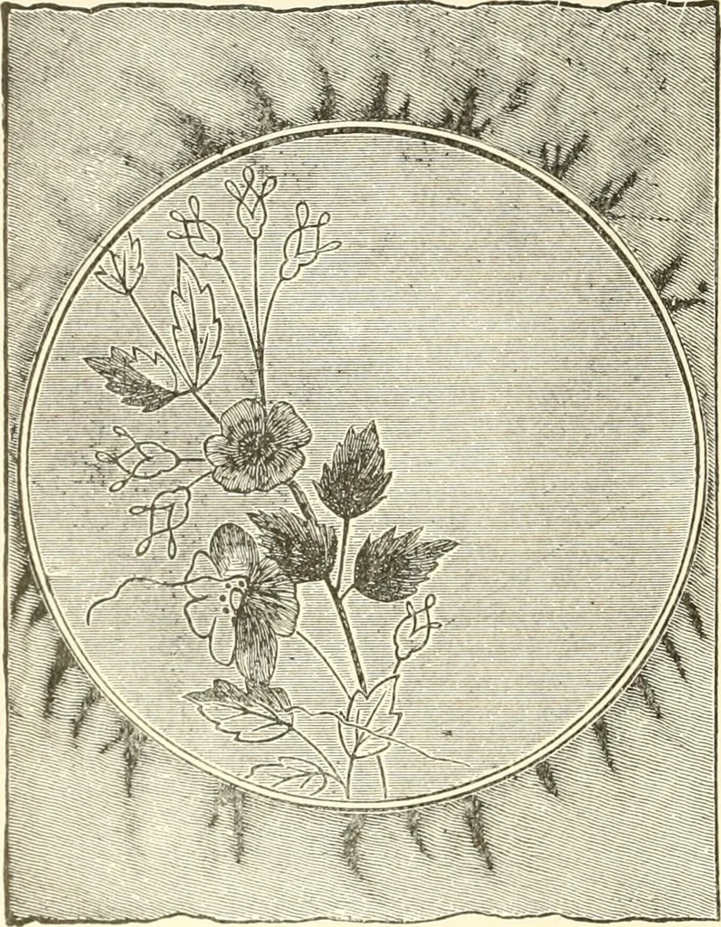 An illustration from Dainty work for pleasure and profit, 1891, leaf 83