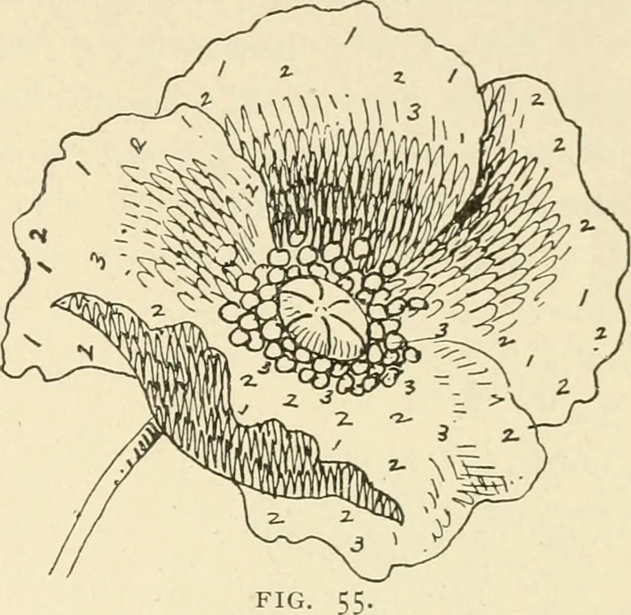 An illustration from Dainty work for pleasure and profit, 1891, leaf 92