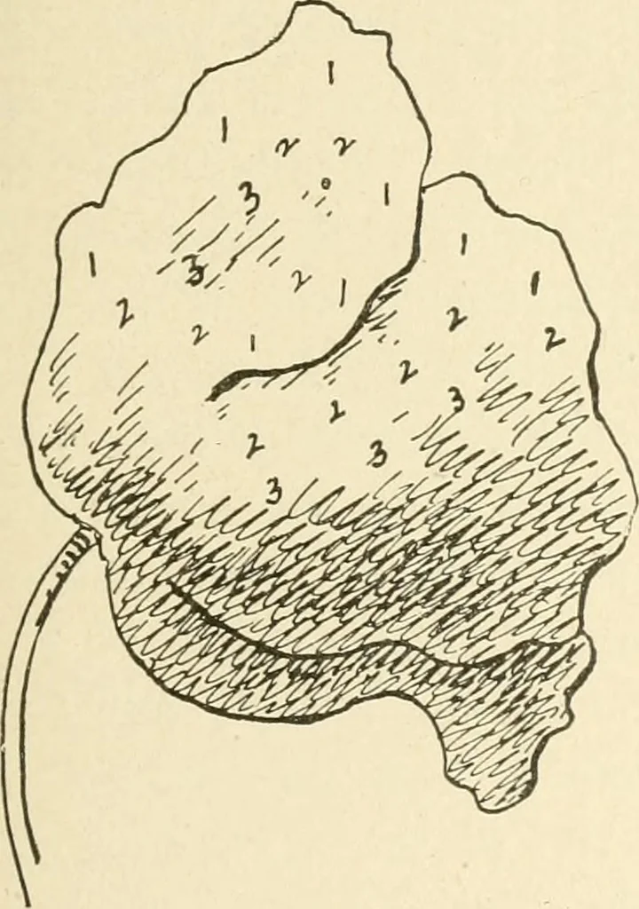 An illustration from Dainty work for pleasure and profit, 1891, leaf 92