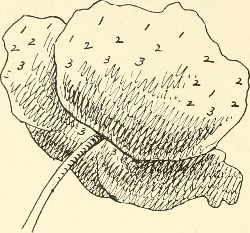 An illustration from Dainty work for pleasure and profit, 1891, leaf 93