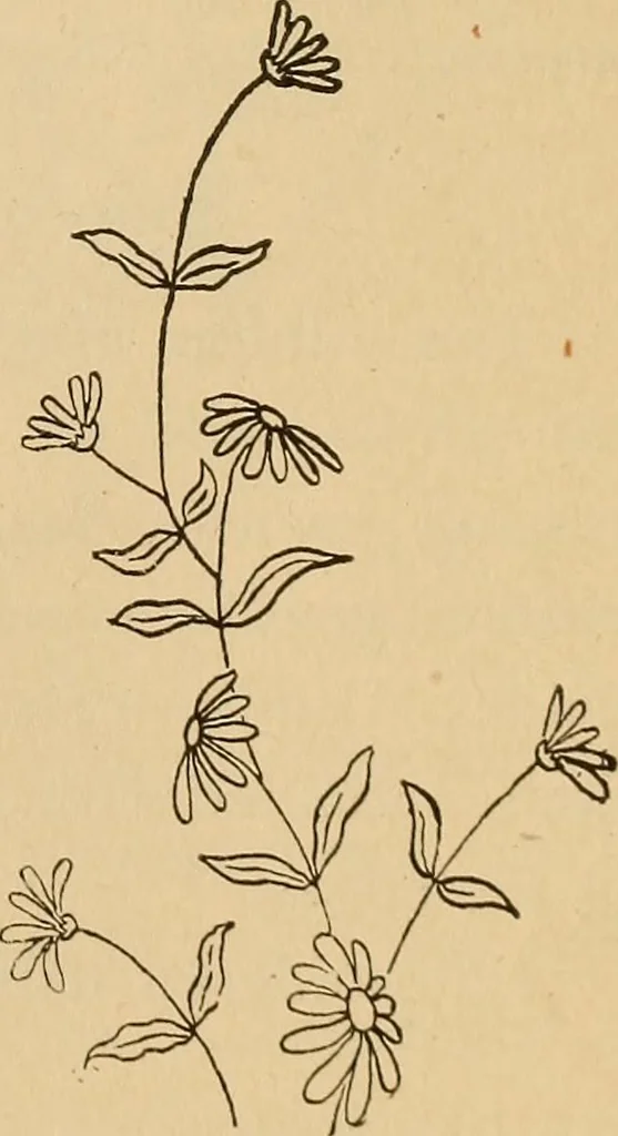 An illustration from Dainty work for pleasure and profit, 1893, leaf 111