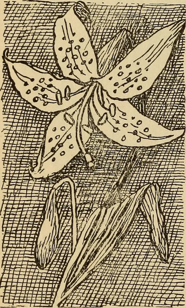 An illustration from Dainty work for pleasure and profit, 1893, leaf 160