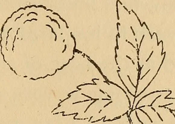 An illustration from Dainty work for pleasure and profit, 1893, leaf 167