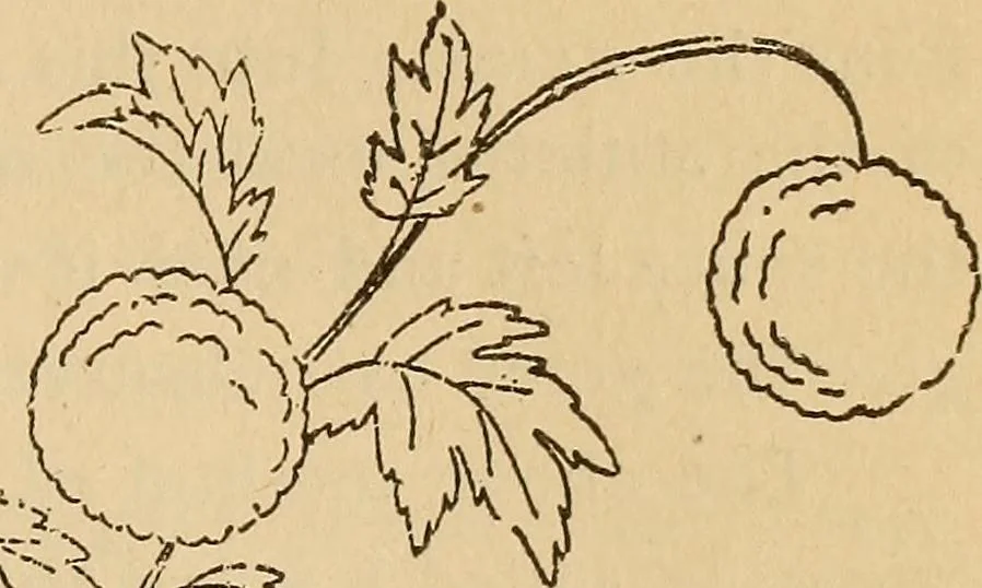 An illustration from Dainty work for pleasure and profit, 1893, leaf 167