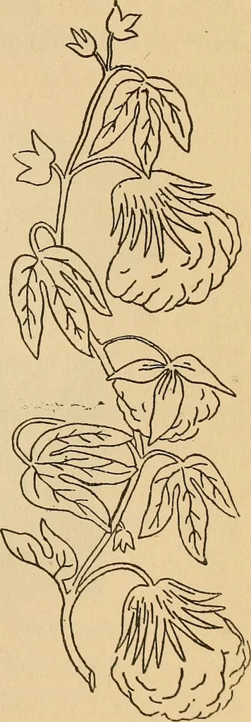 An illustration from Dainty work for pleasure and profit, 1893, leaf 171