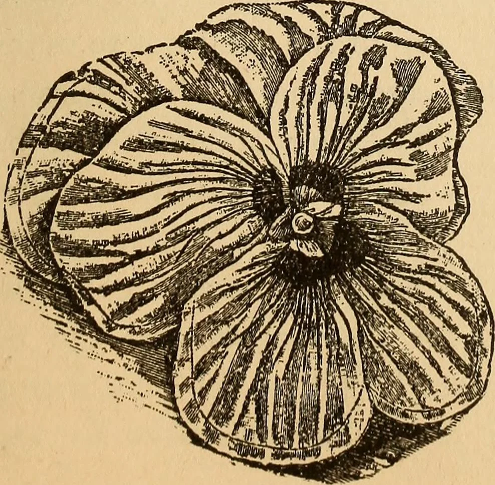 An illustration from Dainty work for pleasure and profit, 1893, leaf 189