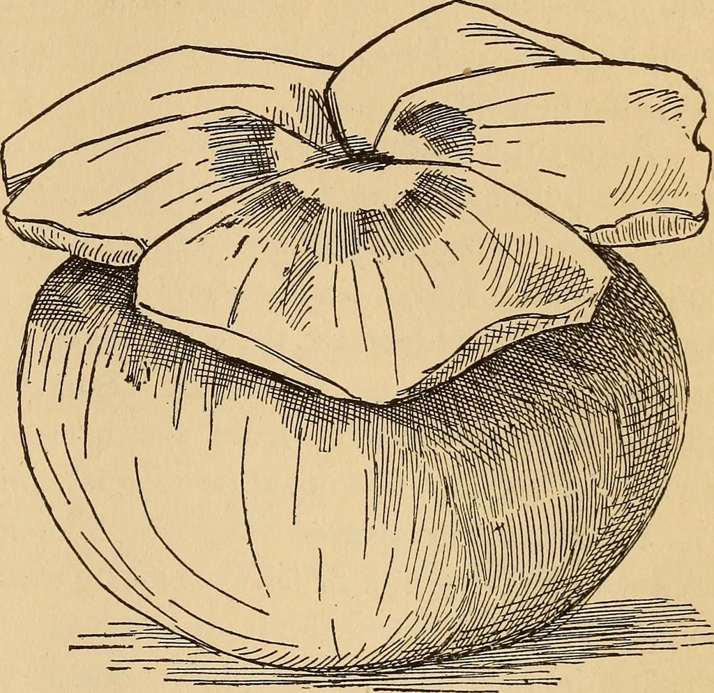 An illustration from Dainty work for pleasure and profit, 1893, leaf 191