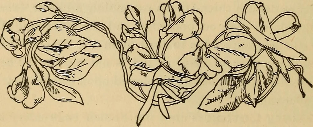 An illustration from Dainty work for pleasure and profit, 1893, leaf 20