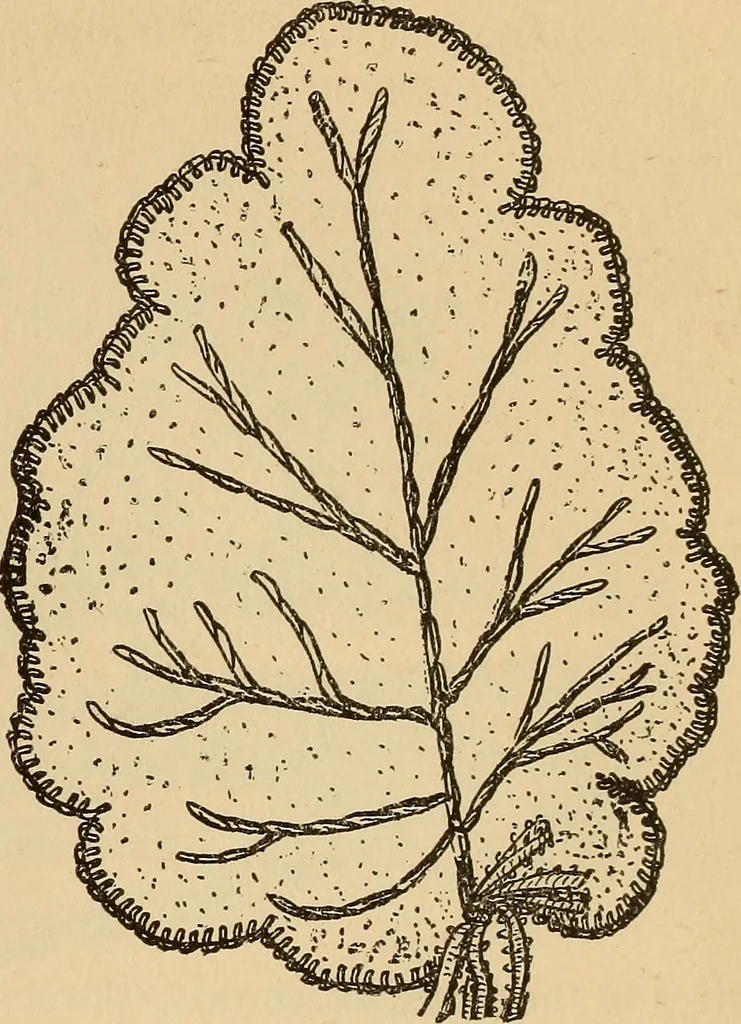 An illustration from Dainty work for pleasure and profit, 1893, leaf 211